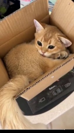 КОТИКИ.