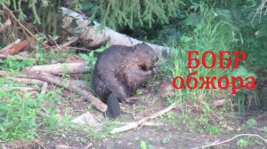 Бобр - обжора крупным планом. Видео про то, как бобр ест