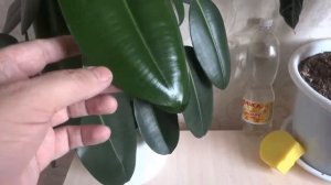 ФИКУС - ВЫРАЩИВАНИЕ,УХОД,ОШИБКИ     ДАЧА-САД