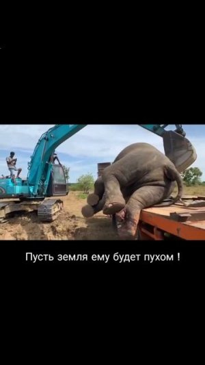 Слоны Шри-Ланка