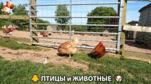 Видео про животных и птиц для души (25)