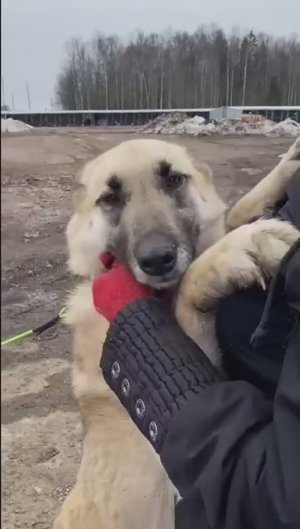 СПАСИТЕ САНДИ 🙏