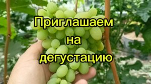 Приглашаем на дегустацию. Виноград уже созревает.