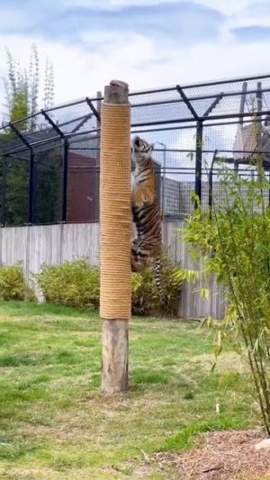 Тигр🐯 #животные #природа #рек #чудесаприроды
