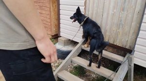 дразню собаку безопасно