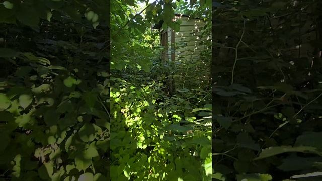 Dacha№1.mp4 смотреть онлайн