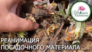 Реанимация посадочного материала на примере клубники фриго
