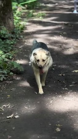 Приехать гулять с собаками в приют - это…