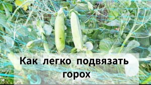 Как легко подвязать горох