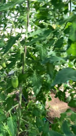 Наши помидоры 🍅 #помидоры #помидорывтеплице #томаты #томатывтеплице #теплица #теплицаурожай #дача