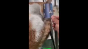 Котоконтроль в метро г. Стамбула. Турция.