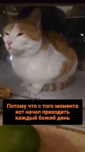 забавный ритуал кота
