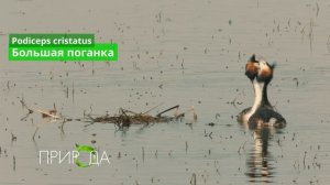 Большая поганка, Podiceps cristatus