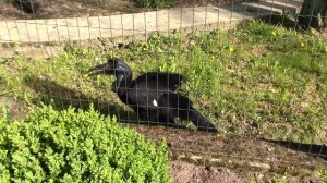 Рогатый ворон - любитель цветов / Ретровидео