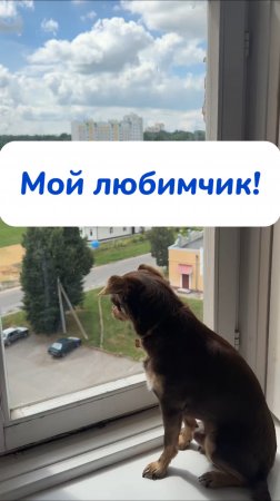 Остаются разводы на окнах? Вот решение! Артикул на WB #269153142 
Ozon #1740810271