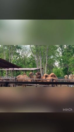Домашнятина, ферма Мечта в Горячем Ключе