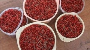 КАК ОБРАБАТЫВАТЬ КУСТЫ МАЛИНЫ И СМОРОДИНЫ