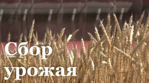 На полях ЛНР проходит уборочная кампания