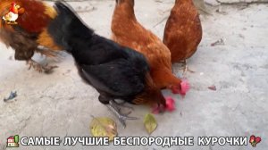 Цыплята и Курочки селяночки лучшие беспородные несушки 🥚 (204)