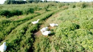 утро в деревне