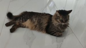 Кот Цезарь лежит и отдыхает видео коты