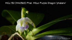 MCL150 (MA0563) Phal. Mituo Purple Dragon ‘phalanx‘