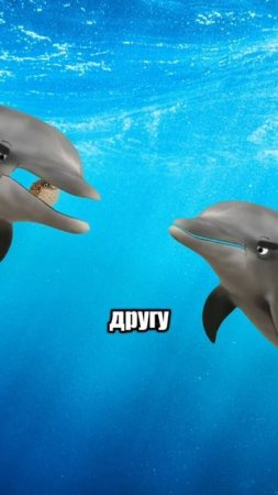 У дельфинов есть своя морская дурь, от которой нереально плющит — это опасная рыба фугу