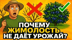 Почему жимолость не даёт урожай 90% садоводов сажают её неправильно