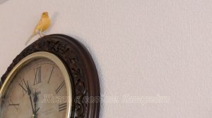 Часы с канарейкой. Маленький птенец изучает комнату