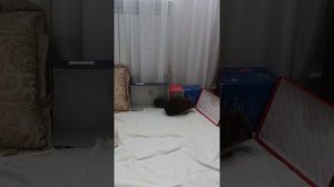 Мама с ёжиком 8