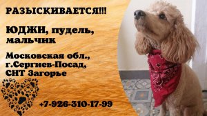 Пропала собака! ЮДЖИ. Пудель. Мальчик. Московская обл,  г. Сергиев Посад, СНТ Загорье