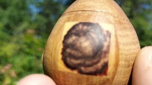 Шкатулка в июльском лесу на сосне с желтыми цветами