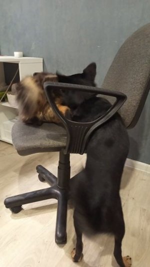 Альфа и Тима играют