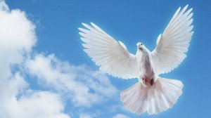 "Красные Маки"