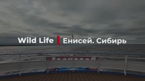Wild Life. Eнисей. Сибирь. 1-10 июля на теплоходе Максим Горький. Водоходъ