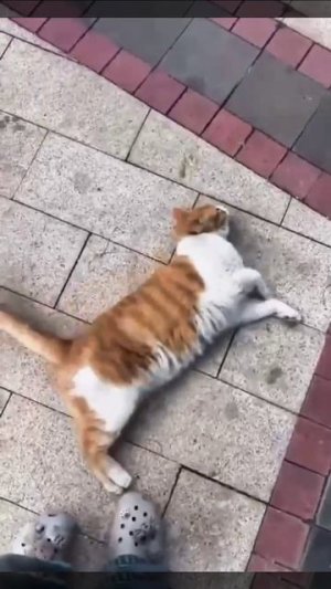 Ну погладь же меня наконц-то 🐈