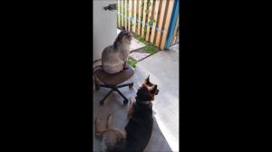 Собака. Кот. Том и Кос