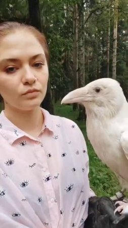 Белые вороны действительно существуют — но они не альбиносы, как думают многие