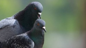 Мастер Осипченко: голуби помогают доменщикам избежать отравления доменным газом