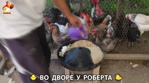 Содержание кур в домашних условиях и других птиц во дворе у Роберта 🐣🐤🦆🐔🪿🦃 (69)