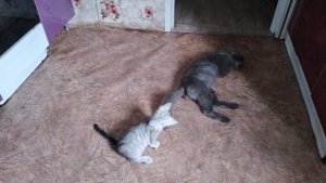 Забавные животные. Хвост ушёл#сезонконтентаRUTUBE