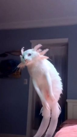 Инопланетный котик☺️