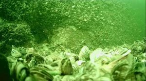 1000046750.mp4Волга гл.5м.20.07.2025г.