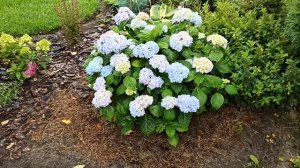 КАК ИЗМЕНИТЬ ЦВЕТ ГОРТЕНЗИИ 🌼🌼🌼