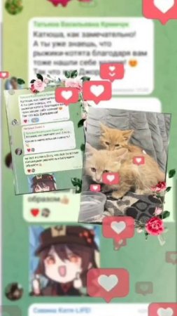 Помните мой пост https://t.me/help_katya_savina/268 про котят?