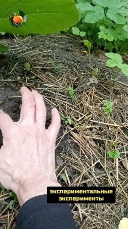 Сад Огород на Балконе 🎃 Дополнение к обзору от 11.07..25