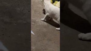 смешные видео с котиками