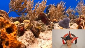 Стресс как болезнь: как гормоны разрушают тело изнутри (R)