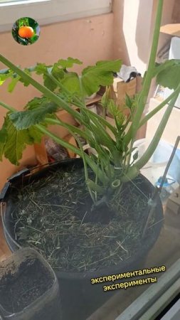 Кабачки готовы цвести / САД ОГОРОД НА БАЛКОНЕ