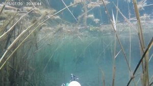 лини кормятся